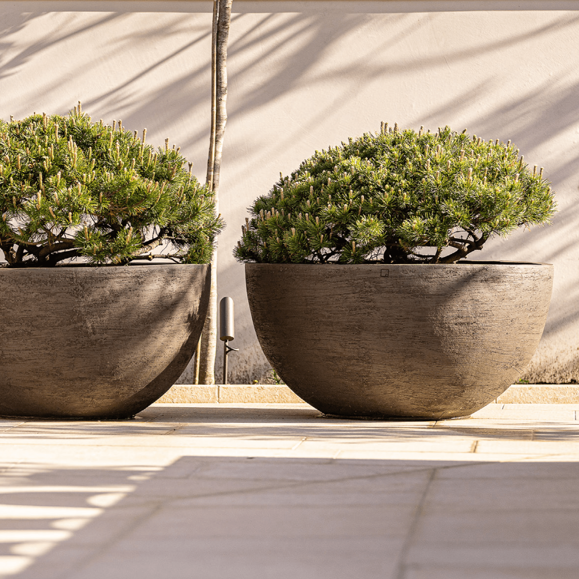 Das Pflanzgefäß U12065 von Atelier Vierkant ist eine hervorragende Wahl für jeden, der eine hochwertige und stilvolle Option für seine Pflanzen sucht. Es ist ein Statement-Stück, das sowohl im Innen- als auch im Außenbereich ein Blickfang ist und jede Umgebung aufwertet.