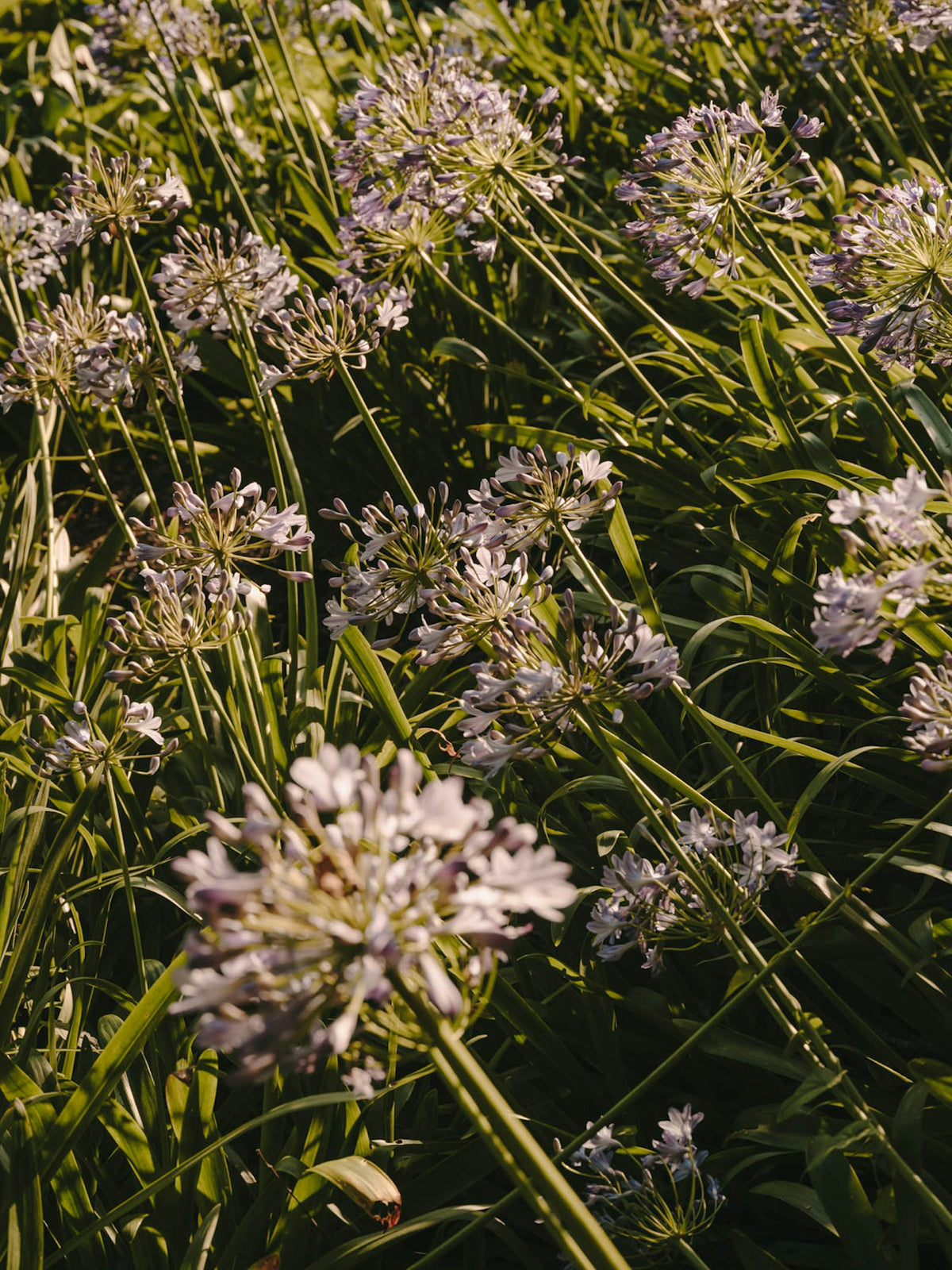 Kettal Landscape Sonnenliege – im Garten