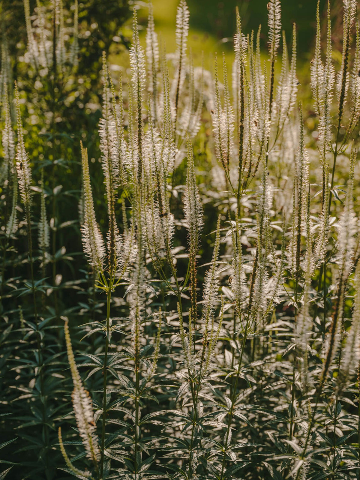 Kettal Net Essstuhl mit Armlehnen – Ambiente Garten