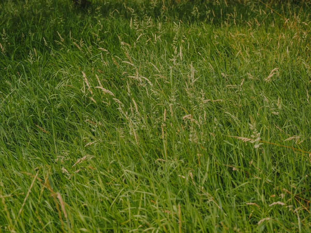 Kettal Net Light Clubsessel – Ambiente Garten