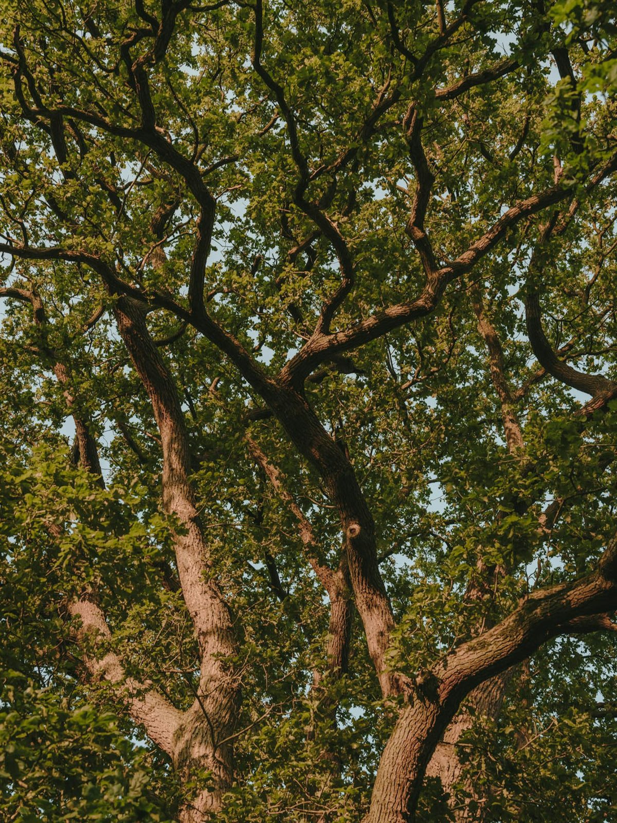 Kettal Village Essstuhl mit Armlehnen – Milieubild II