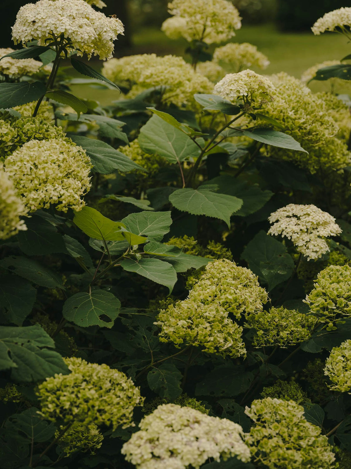 Kettal Landscape Transat klappbar – im Garten