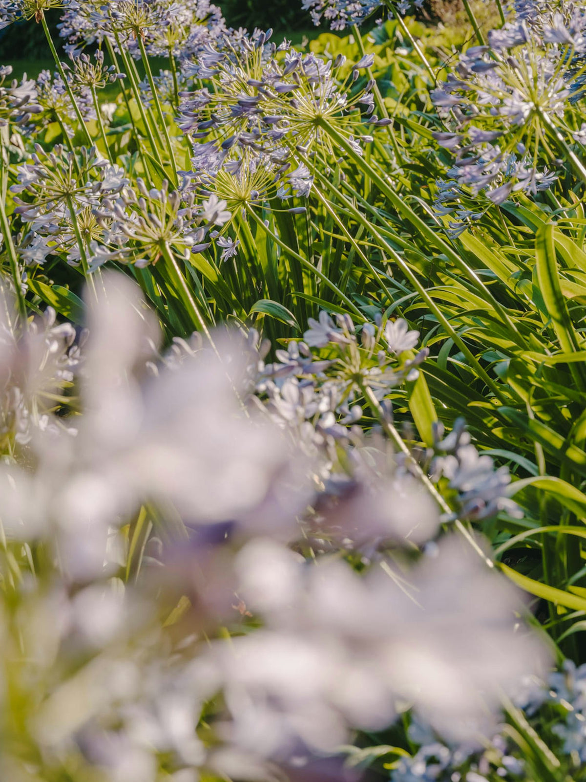 Kettal Cala Clubsessel – im Garten