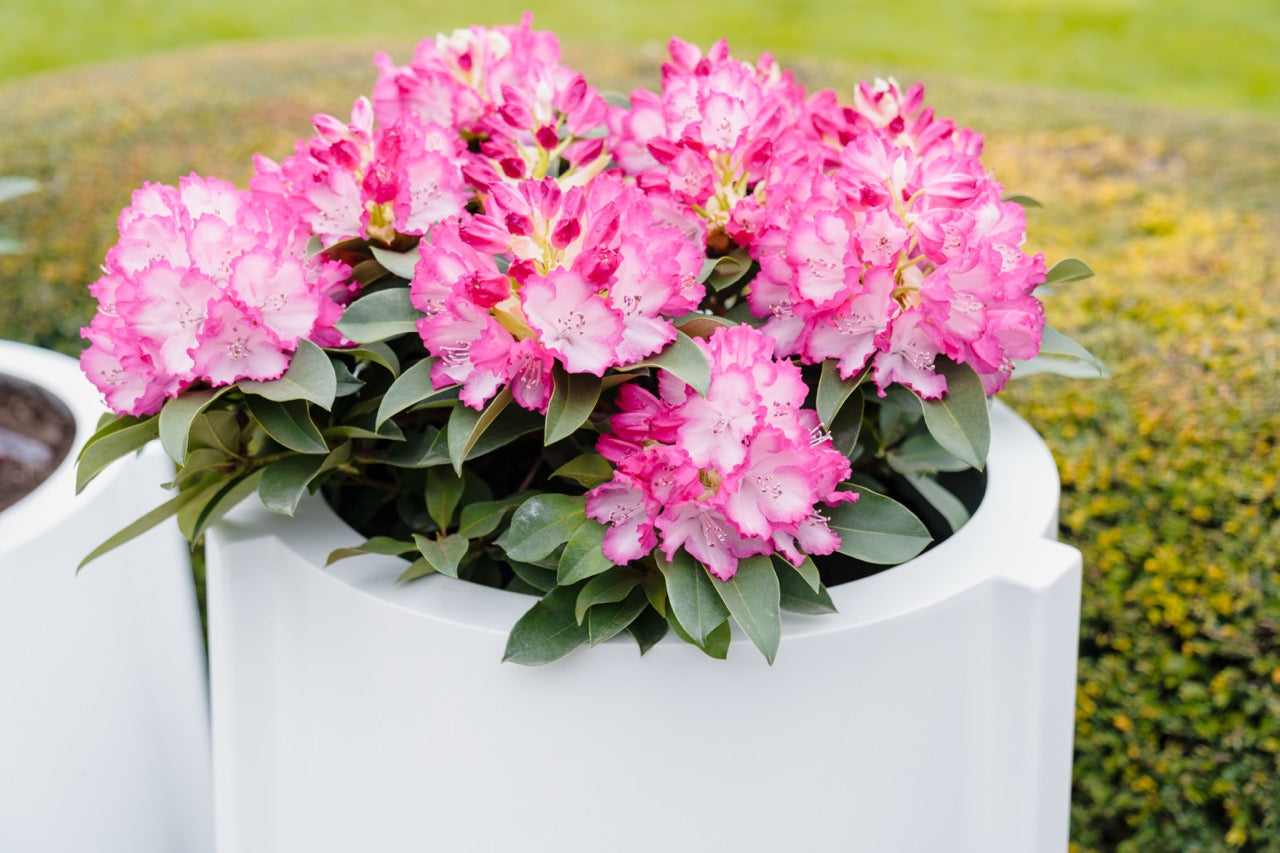 Das BOTAN Aluminium-Pflanzgefäß ist nicht nur funktional, sondern auch pflegeleicht. Dank der kratzfesten Oberfläche können Sie es problemlos reinigen, ohne sich um Beschädigungen zu sorgen. So bleibt Ihr Garten stets frisch und einladend!