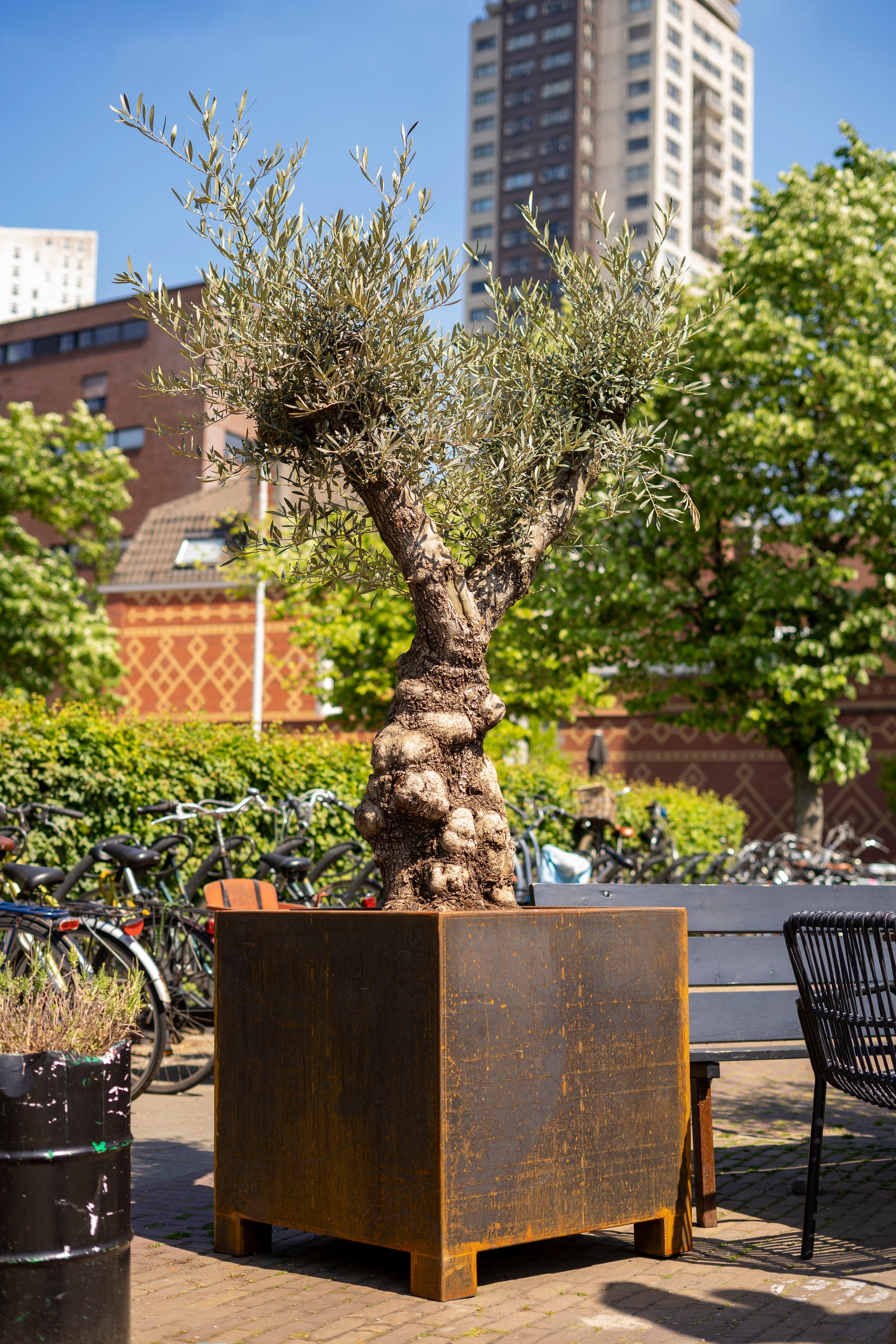 Der CARREZ Pflanzkübel aus Cortenstahl ist robust und schützt Ihre Pflanzen langfristig. Durch seine natürliche Rostschicht ist er besonders widerstandsfähig und eignet sich für alle Außenbereiche.