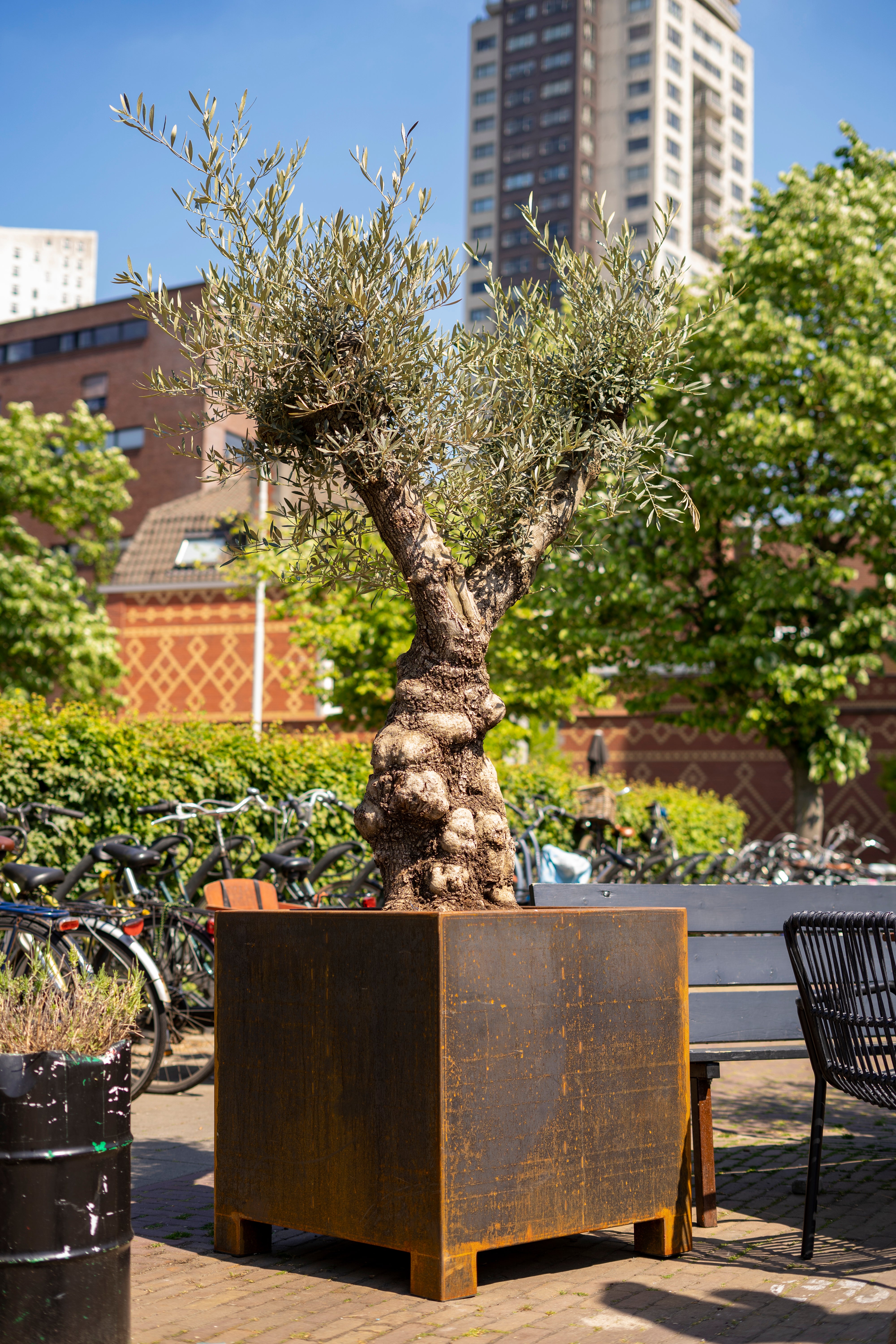 Der CARREZ Pflanzkübel aus Cortenstahl ist robust und schützt Ihre Pflanzen langfristig. Durch seine natürliche Rostschicht ist er besonders widerstandsfähig und eignet sich für alle Außenbereiche.