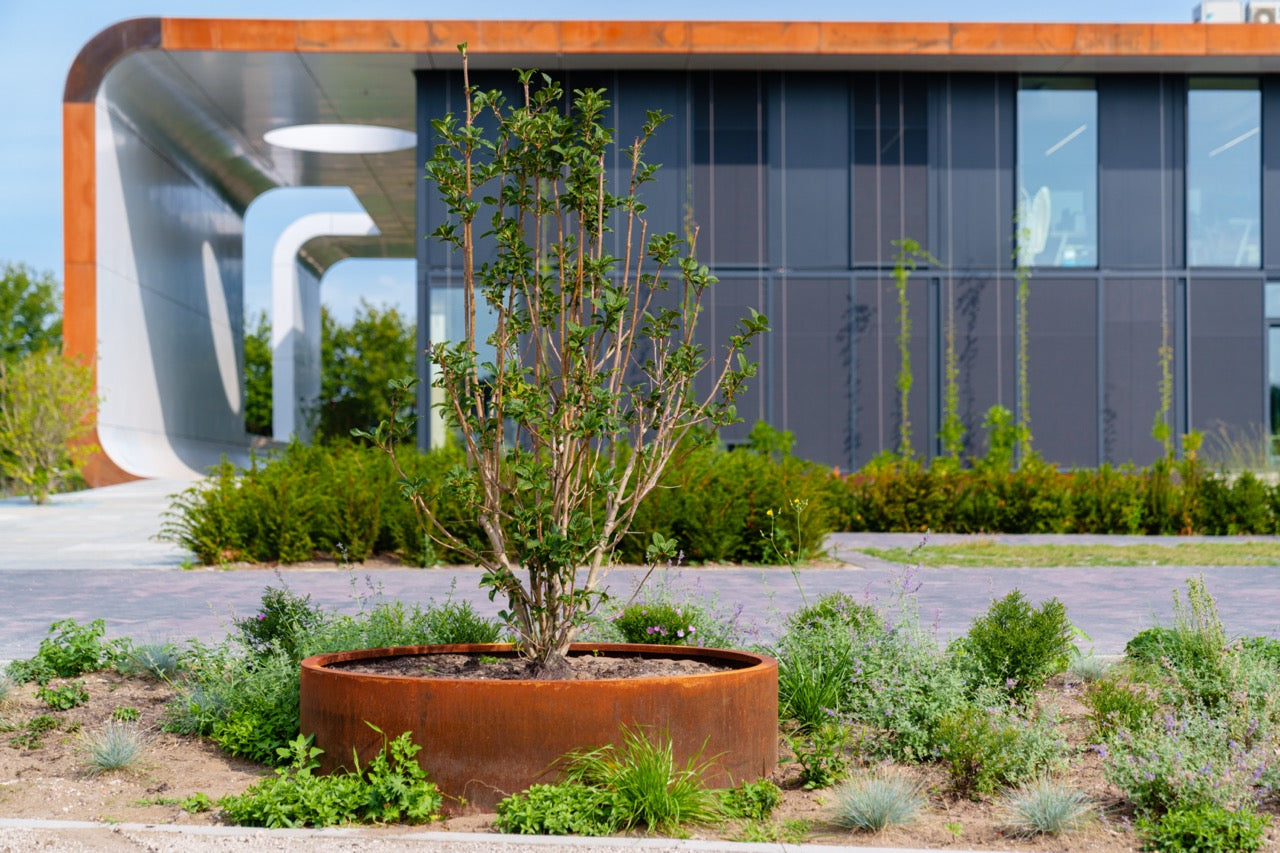 Das Adezz Pflanzgefäß Circum aus Cortenstahl bietet den perfekten Mix aus Funktionalität und Design. Die wetterfeste Rostschicht sorgt für eine lange Lebensdauer, und die Entwässerungslöcher gewährleisten eine optimale Bewässerung Ihrer Pflanzen. Ideal für den Außenbereich.