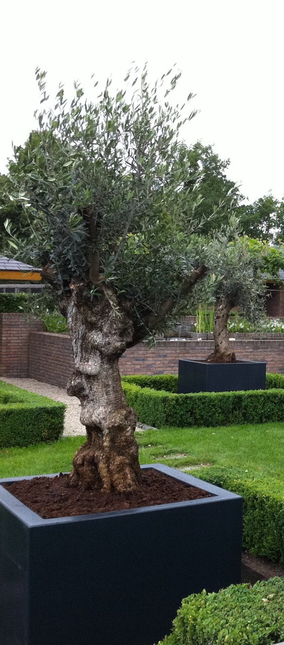 Wählen Sie Ihre Lieblingsfarbe
Erhältlich in edlen Farben wie Verkehrsweiß, Schwarzgrau, Anthrazitgrau und Tiefschwarz – und auf Wunsch auch in anderen Farben. So gestalten Sie Ihre Pflanzenwelt individuell und stilvoll.