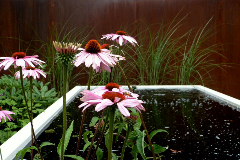 Adezz I Teich aus Aluminium