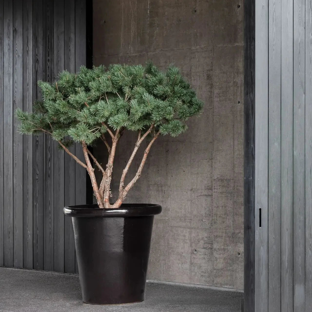 Domani London Ø56 cm schwarz – Modernes Outdoor-Pflanzgefäß mit leuchtender Glasur