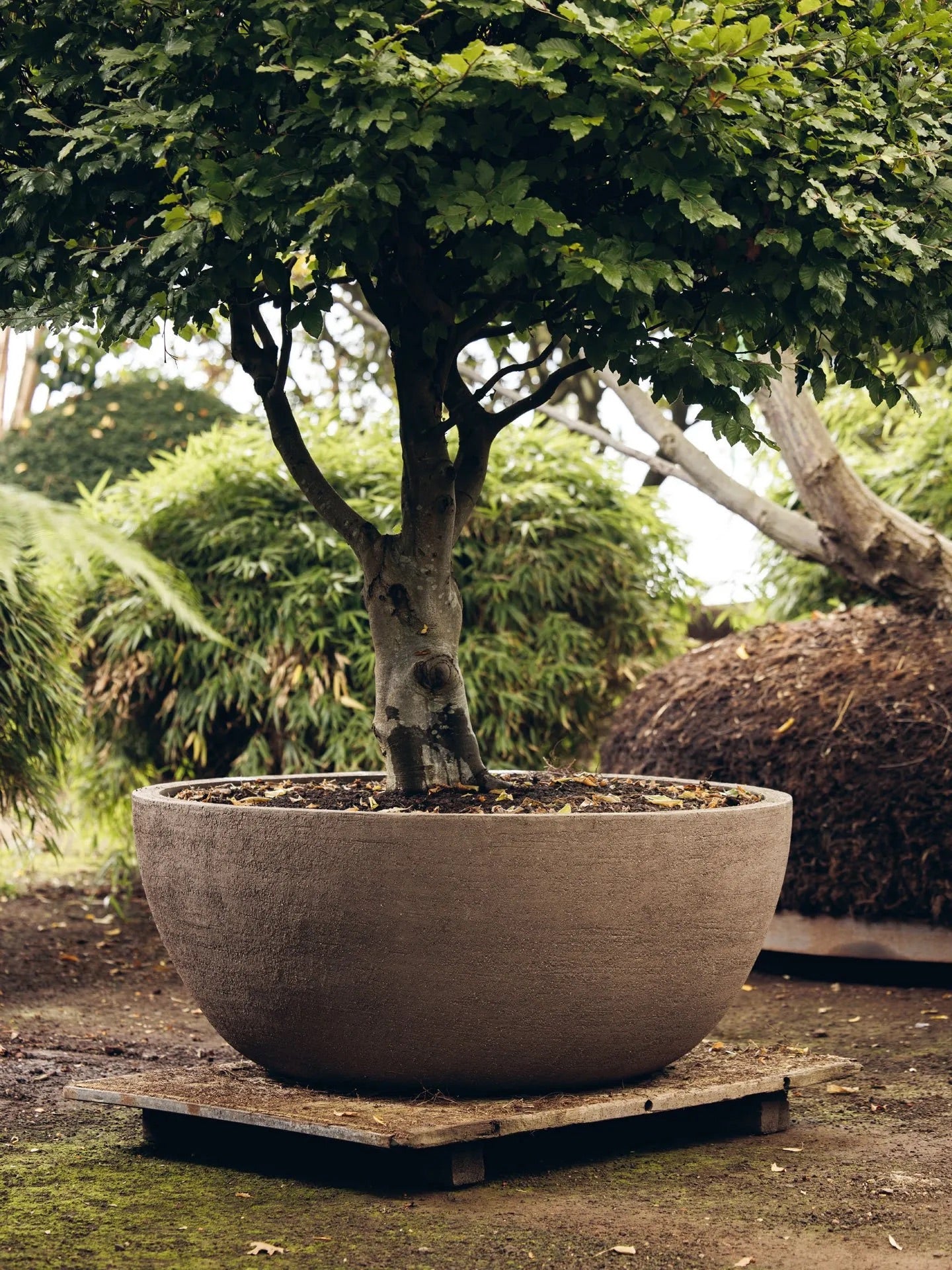 Domani Texel Pot – Terracotta Ø50–120cm