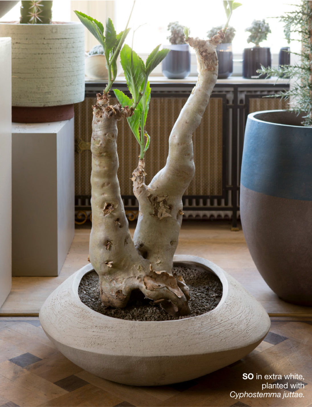 Diese Schale ist ein handgefertigtes Meisterwerk aus Terrakotta, das jedem Garten ein elegantes und robustes Element hinzufügt.
