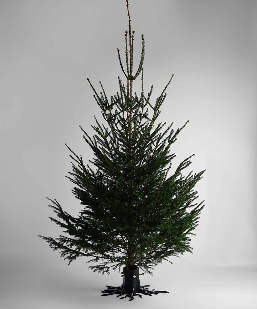 Bringe Eleganz in dein Weihnachtsfest mit Garden Glory's Christmas Tree Stand Black – organisch, stabil und faszinierend! Warte nicht länger, kaufe jetzt!