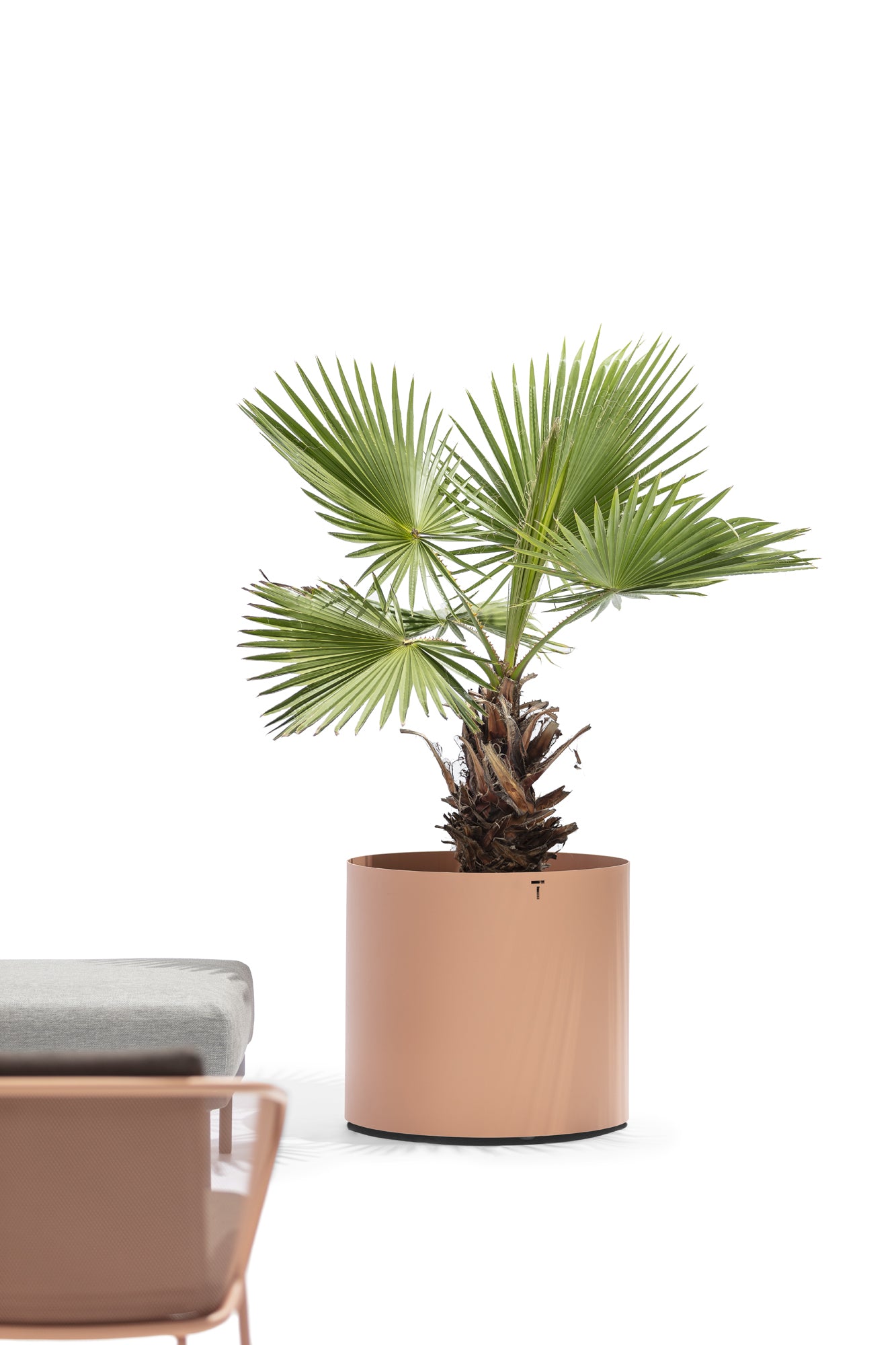 Todus I Verdi Blumentopf