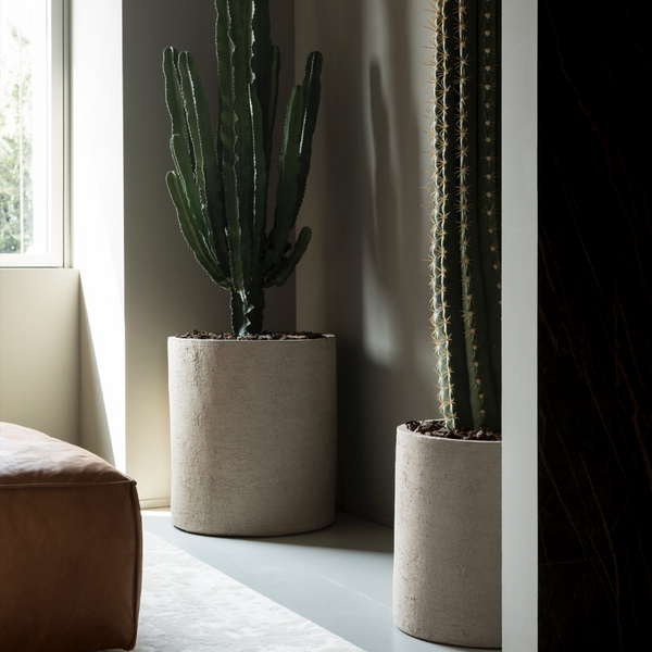 Zwei Atelier Vierkant Gefäße CL stehen im Wohnbereich. Die weißen Pflanzgefäße sind mit jeweils einem großen Kaktus bepflanzt.