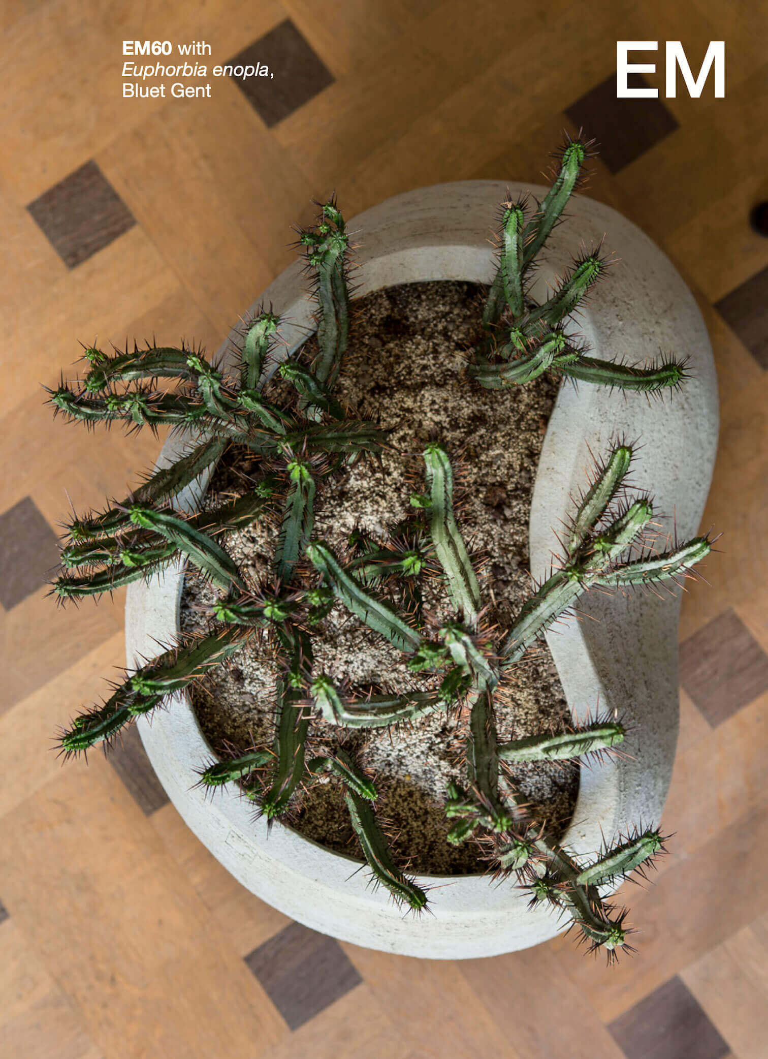 Atelier Vierkant Blumentopf EM60 in white(weiss) auf einem Holzfußboden.