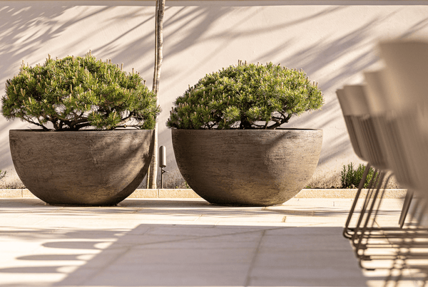 Das Pflanzgefäß U12065 von Atelier Vierkant ist eine hervorragende Wahl für jeden, der eine hochwertige und stilvolle Option für seine Pflanzen sucht. Es ist ein Statement-Stück, das sowohl im Innen- als auch im Außenbereich ein Blickfang ist und jede Umgebung aufwertet.
