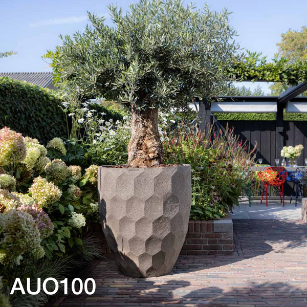 Atelier Vierkant AUO100 in new grey mit einem Olivenbaum.