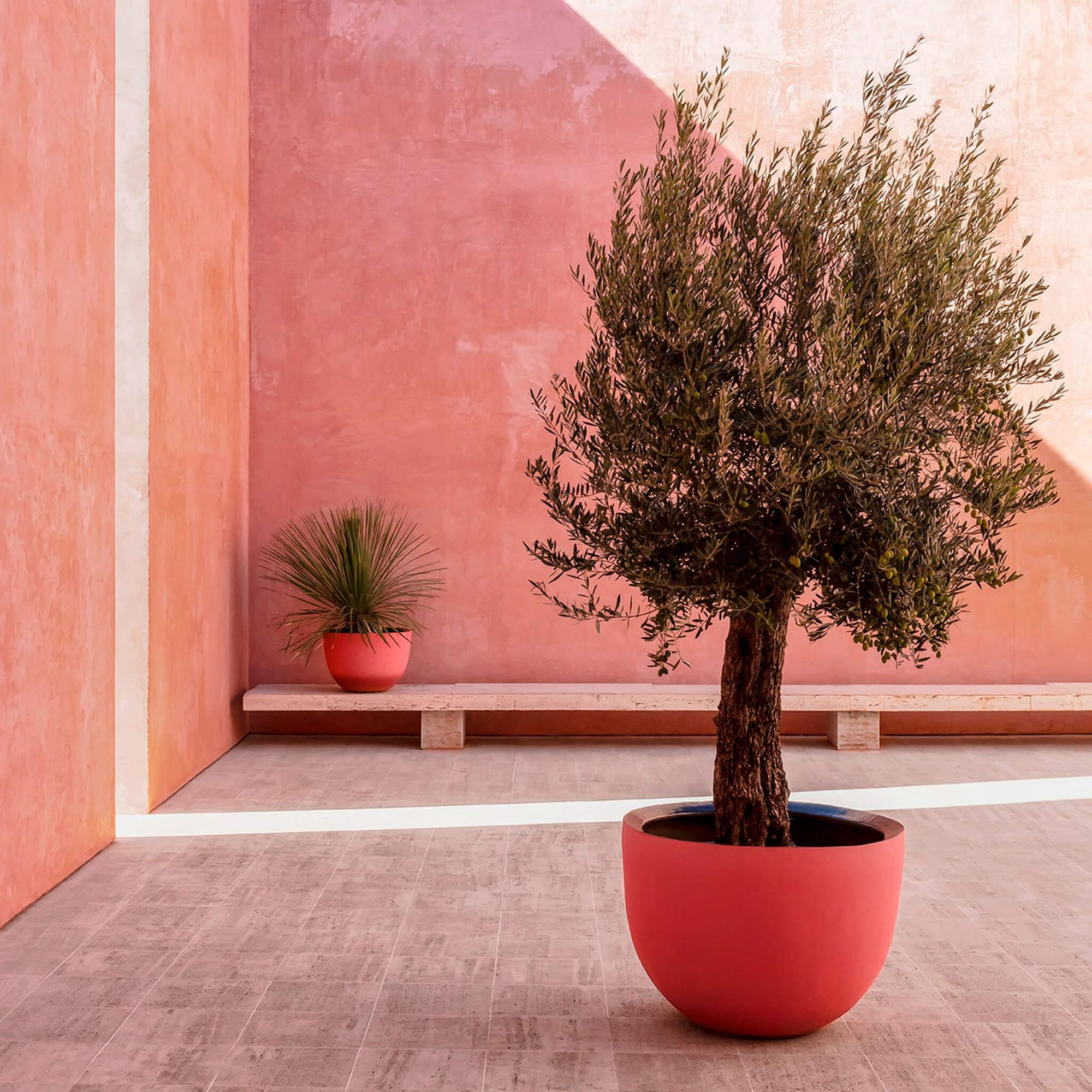 Ein schöner Olivenbaum steht in einem Pot Axel Pot von Domani. Das Pflanzengefäß ist Orange und steht in einem Mediterranen pinken Innenhof.