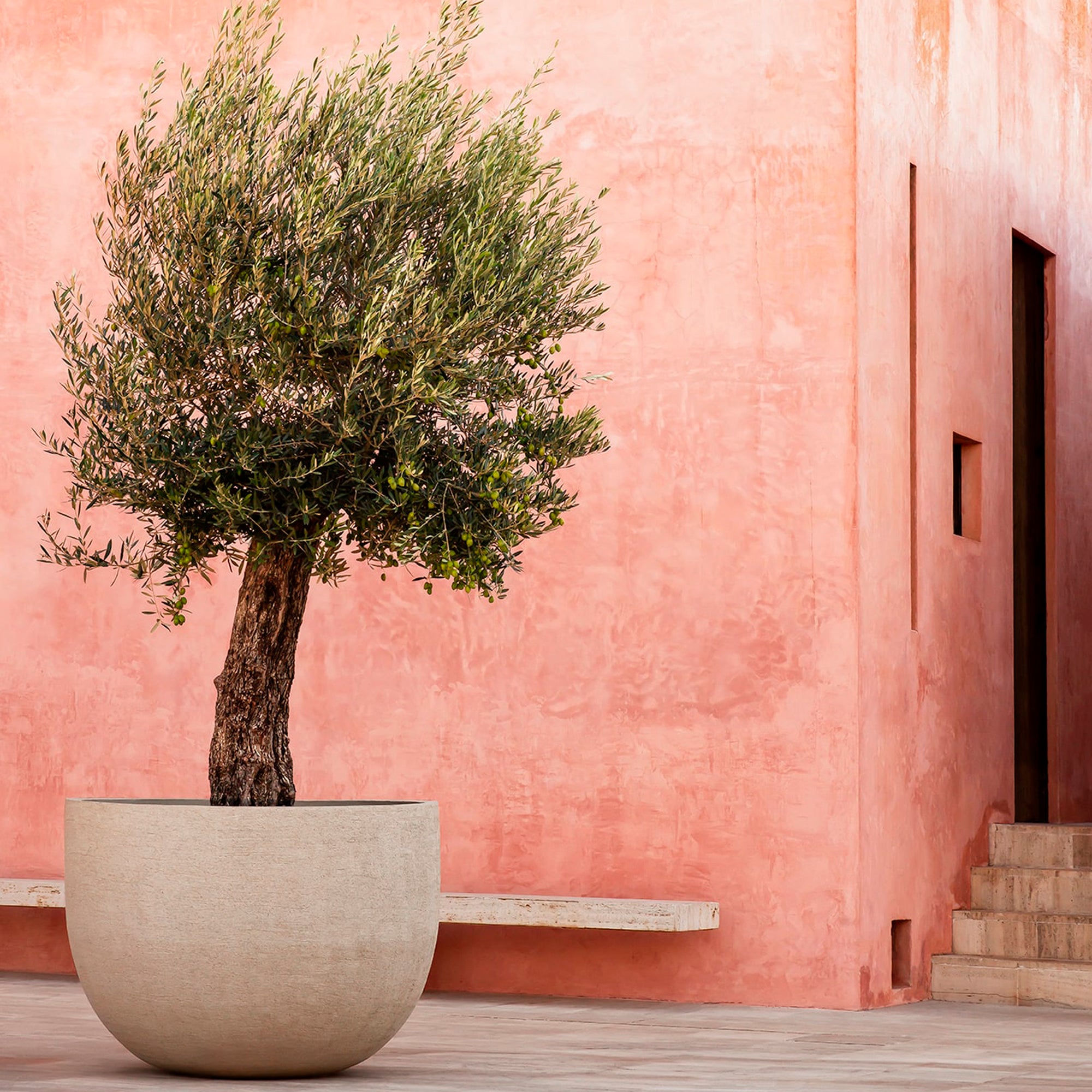 Ein sehr schöner Olivenbaum steht in Mallorca vor einer roten Villa in einem weißen Domani Texel Blumengefäß.