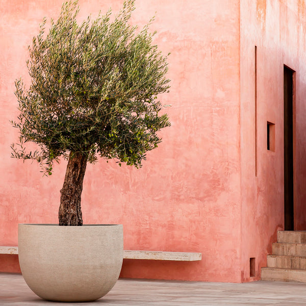 Ein sehr schöner Olivenbaum steht in Mallorca vor einer roten Villa in einem weißen Domani Texel Blumengefäß.