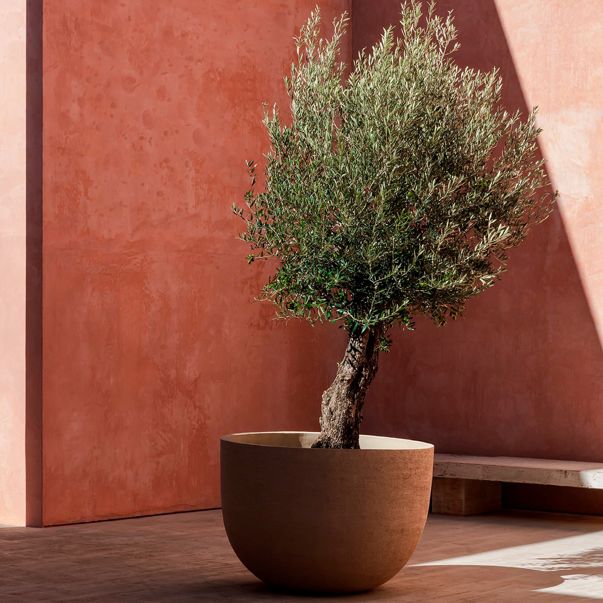 Ein sehr schöner Olivenbaum steht in Mallorca vor einer roten Villa in einem roten Domani Texel Pflanzentrog.