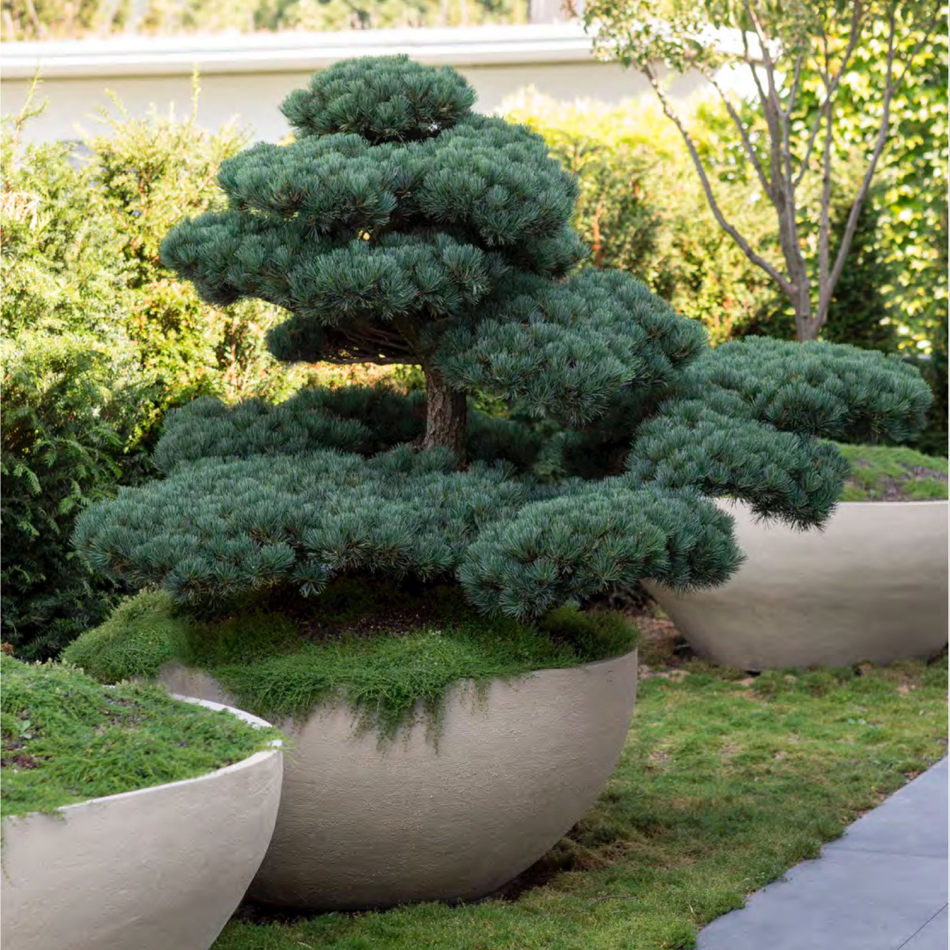 Halbkugeliges U Pflanzgefäß aus frostfester Keramik mit massiver Ausführung