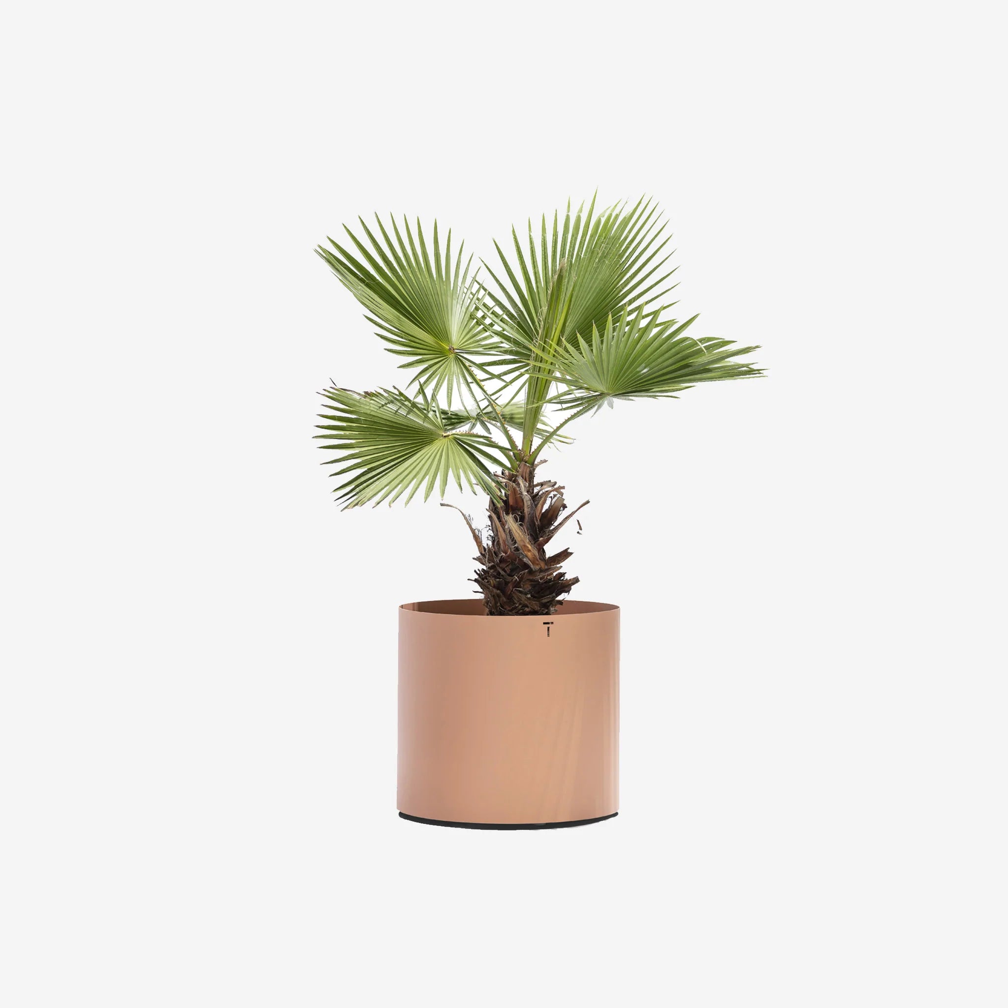 Todus I Verdi Blumentopf